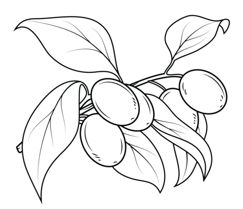 Kumquat Branch Coloring Page